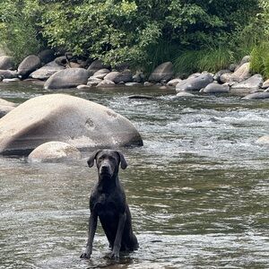 Meet your Posher, Oz